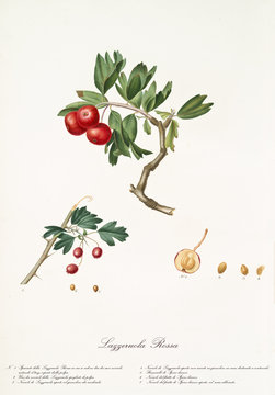 Red azarole fruit on a single bended branch and detail of a single fruit with its section and kernel.Old botanical illustration realized by Giorgio Gallesio on 1817, 1839