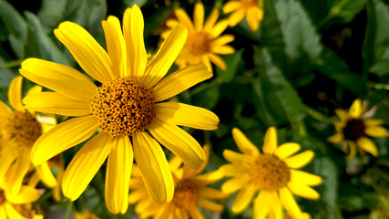 Yellow flowers background
