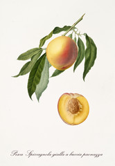 Einzelner Pfirsich auf einem Teil des Pfirsichzweigs mit Blättern und isoliertem einzelnem Fruchtabschnitt auf weißem Hintergrund. Alte botanische Detailillustration, realisiert von Giorgio Gallesio um 1817, 1839 © Mannaggia