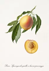 Einzelner Pfirsich auf einem Teil des Pfirsichzweigs mit Blättern und isoliertem einzelnem Fruchtabschnitt auf weißem Hintergrund. Alte botanische Detailillustration, realisiert von Giorgio Gallesio um 1817, 1839 © Mannaggia