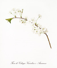 single cherry blossom branch with white flowers. Single isolated element over white background. Old detailed botanical illustration by Giorgio Gallesio published in 1817, 1839