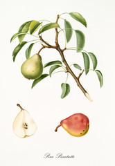 Pear hanging from its branch with leaves and section of the fruit. Elements are isolated over white background. Old detailed botanical illustration by Giorgio Gallesio published in 1817, 1839