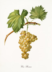 Weiße Traube, die von einem Teil des Weinzweigs mit Blättern hängt. Elemente werden auf weißem Hintergrund isoliert. Alte detaillierte botanische Illustration von Giorgio Gallesio, veröffentlicht 1817, 1839 © Mannaggia