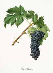 Einzelne schwarze Traube, die an einem Teil eines Weinzweigs mit grünen Blättern hängt. Isoliertes Element auf weißem Hintergrund. Alte detaillierte botanische Illustration von Giorgio Gallesio, veröffentlicht 1817, 1839 © Mannaggia