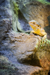 Pogona vitticeps_vertical_Bartagame