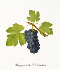 Succulent black grape hanging from part of vine branch with leaves. Elements are isolated over white background. Old detailed botanical illustration by Giorgio Gallesio published in 1817, 1839