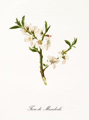 White almond tree flowers on a single branch. Element isolated on white background. Old detailed botanical illustration by Giorgio Gallesio published in 1817, 1839