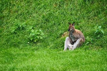 Kangaroos in zoo Austria Steiermark Herberstein Styria tourist destination Stubenberg am See