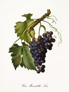 single vine branch with a succulent black grape hanging from it. Elements isolated over white background. Old detailed botanical illustration by Giorgio Gallesio published in 1817, 1839
