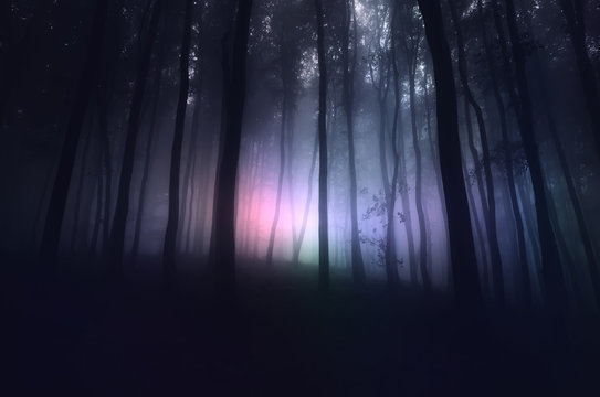 Fototapeta strange light in paranormal forest landscape at night