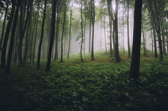 natural green woods wilderness landscape