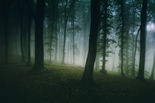dark woods with fog and green trees