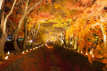 This photo was shot from the area around Mt.Fuji. The Momiji or Maple will light up at night. This is called maple corridor or maple tennel at Nashigawa river, Japan.