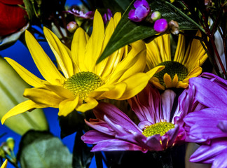 Daisy, purple and yellow