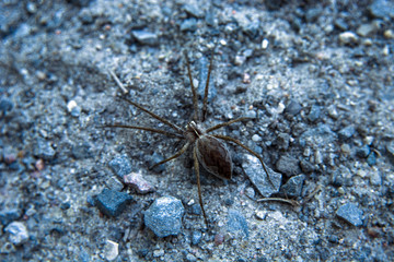 Brown spider in the sand