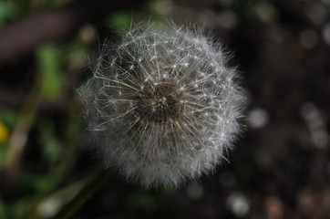  fluffy dandelion basket covered with seeds with white tufts, close-up