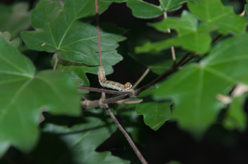caterpillar crawls along a thin branch with green leaves