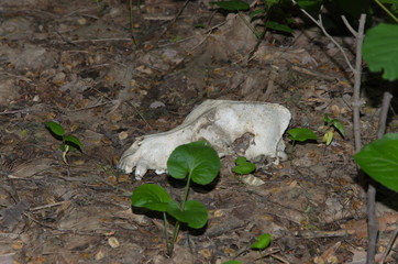 the skull of the dead dog, lying on fallen last year's foliage, near which the young plants