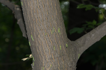 invasion of green caterpillars, which creep along the tree trunk in search of food