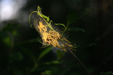 a nest with caterpillars in the sunlight, at the end of a branch with bitten green foliage.