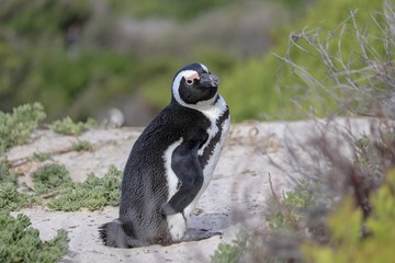 South African Penguin
