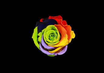 Colourful rose with multi-colored or rainbow isolated on black background.