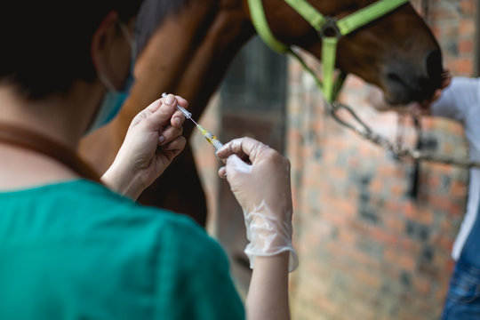 Vet checking horse's helth,injection