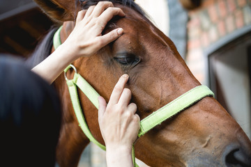 Vet checking horse's helth,eyes