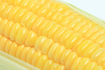 とうもろこし　コーン　野菜