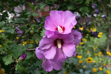 beautiful violet and purple hibiscus flower after the rain