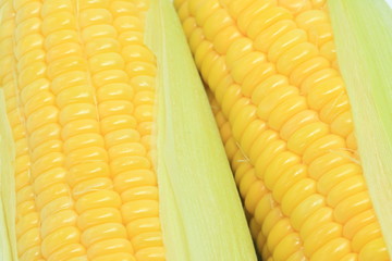 とうもろこし　コーン　野菜
