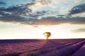 Photo sur Plexiglas Lavande Beau paysage de champs de lavande au coucher du soleil avec un ciel dramatique.