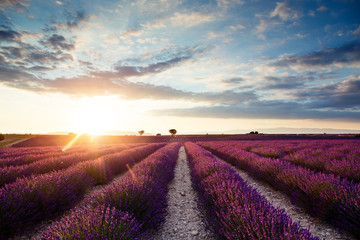 Fototapeta na wymiar Beautiful landscape of lavender fields at sunset with dramatic sky.
