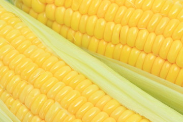 とうもろこし　コーン　野菜