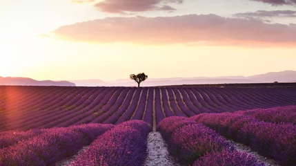 Gartenposter Schöne Landschaft von Lavendelfeldern bei Sonnenuntergang mit dramatischem Himmel. © nenetus