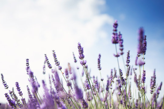 Fototapeta Beautiful landscape of lavender fields at sunset with dramatic sky.