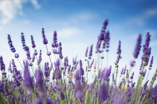 Fototapeta Beautiful landscape of lavender fields at sunset with dramatic sky.