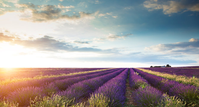 Fototapeta Beautiful landscape of lavender fields at sunset with dramatic sky.