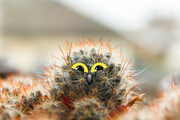 cute owl chick with large eyes, cactus with eyes and beak collage
