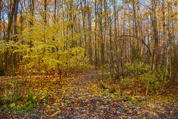 Frosty autumn morning in a forest Park. Leaves and plants in frost.