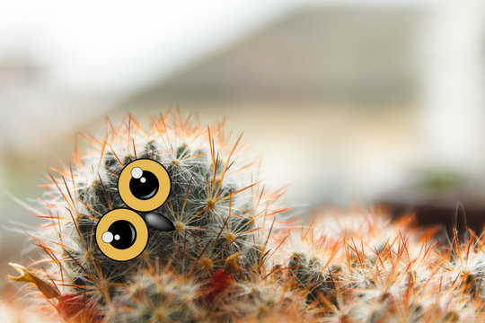 Cute Owl Chick With Large Eyes, Tilted His Head, Cactus With Eyes And Beak Collage