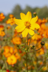 Einzelnes Mädchenauge (Coreopsis grandiflora)