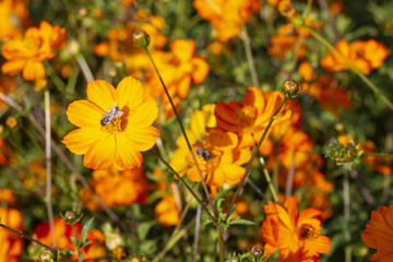 Mädchenauge (Coreopsis grandiflora) im Beet