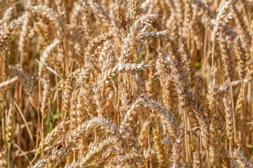 Fototapeta premium Orge dans un champ