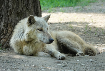 Wolf grey wild animal Canis lupus