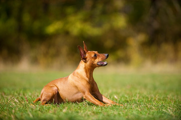 Sitzender Zwergpinscher sieht nach oben