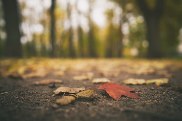 low angle toned photo of autumn linden alley