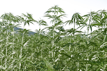 Green young medical cannabis field