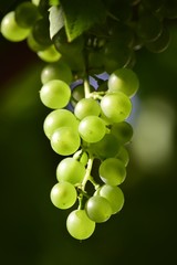 Bunch of grapes in sunlight