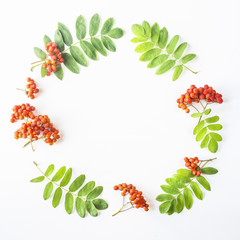 Rowan berries with green leaves lined in a circle shape on a white background. Autumn concept. Top view, flat lay, copy space Top view, flat lay, copy space